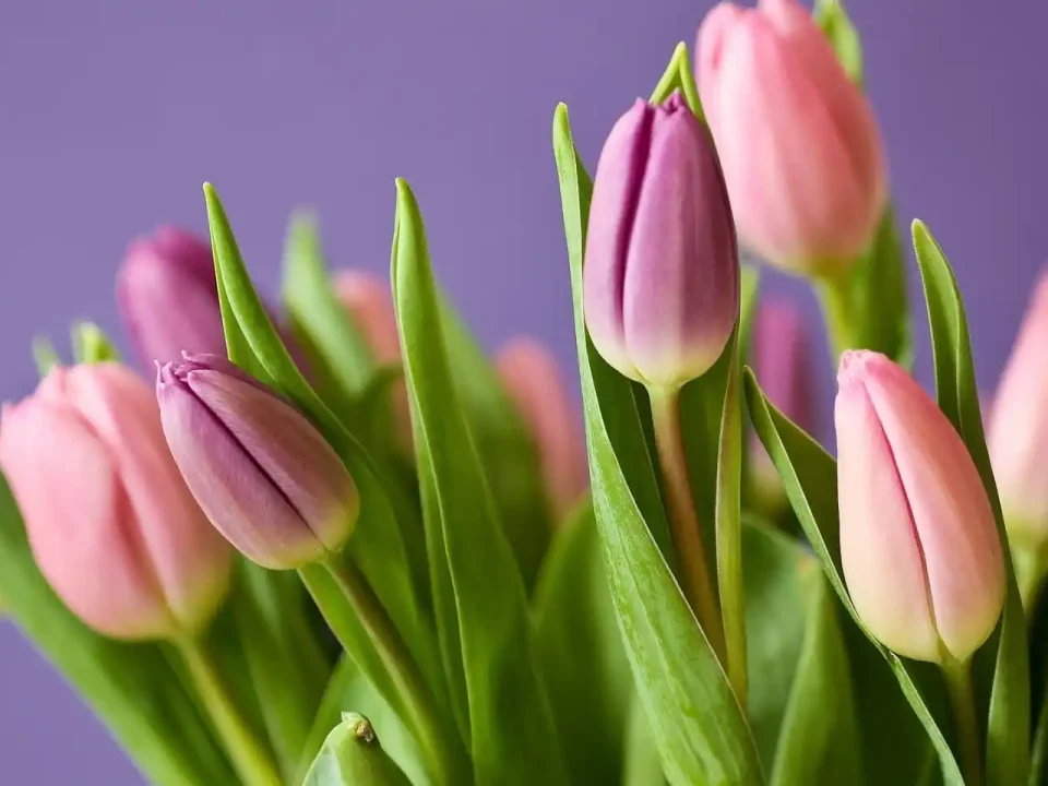 Encuentra la Elegancia Floral en el Este de Sevilla con Floristería David
